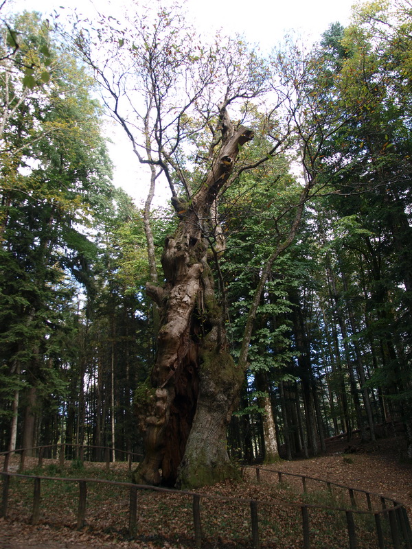 Pratomagno-Gebiet