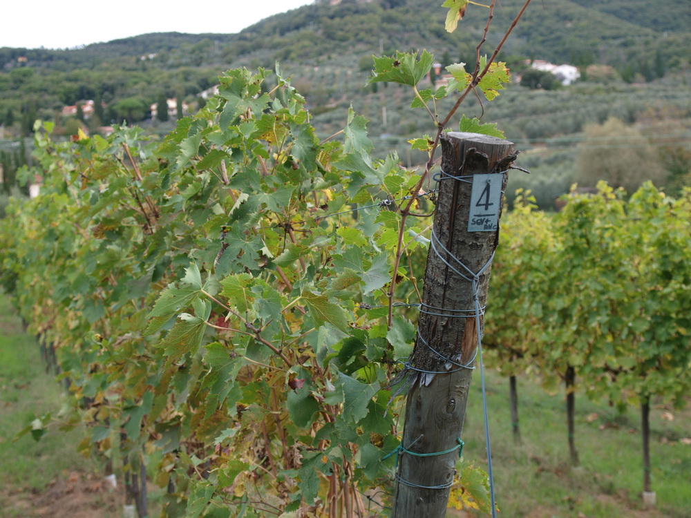 Weingut St. Stefano, Weinberge