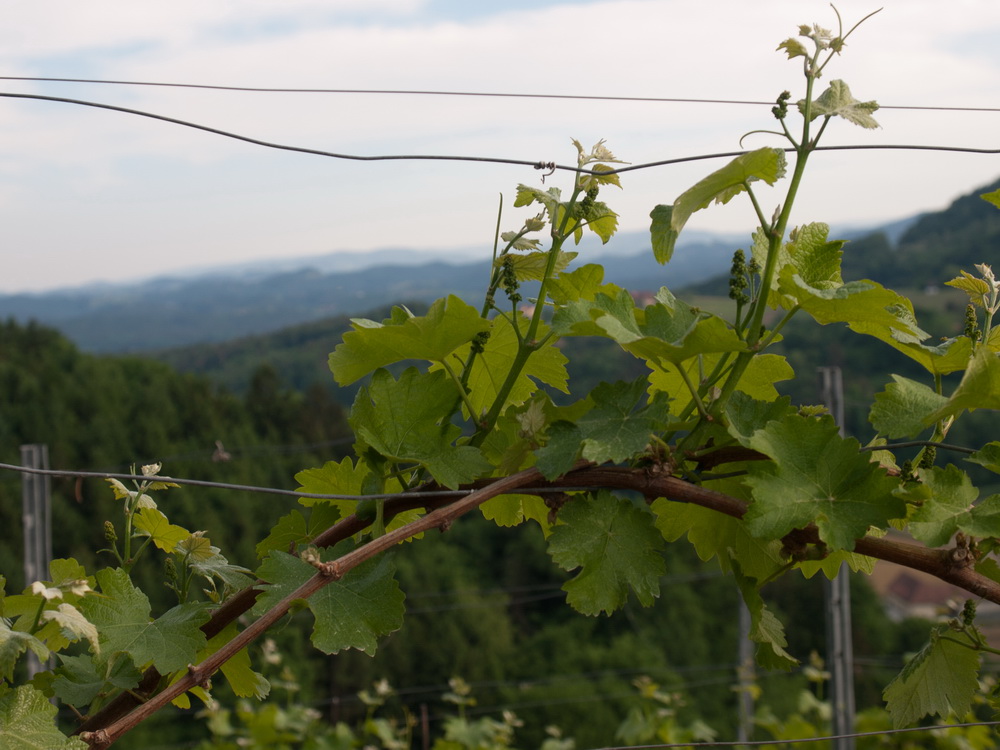 Weinbau in der Südsteiermark