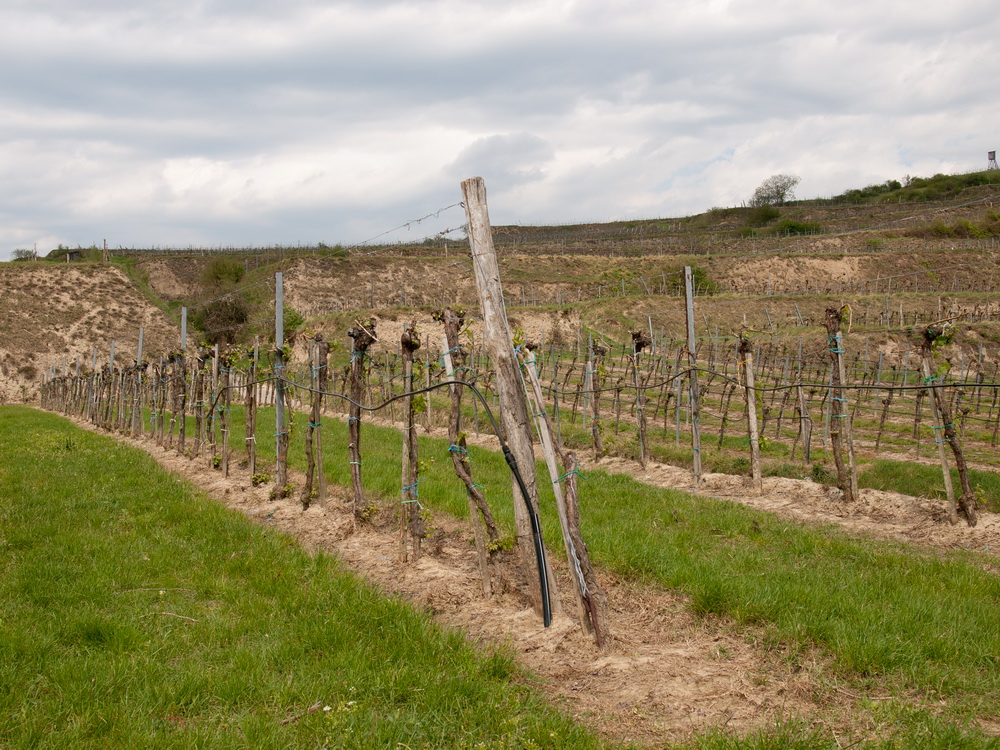 Weingut Winkler, Kremstal