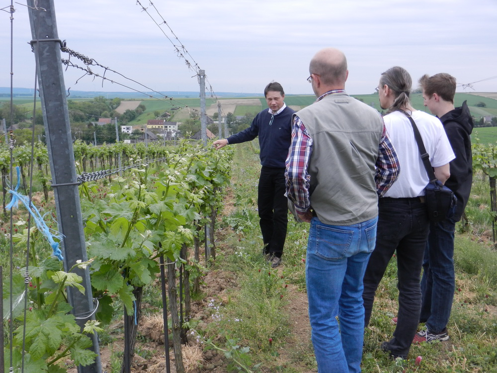 Weingut Schödl, Weingärten