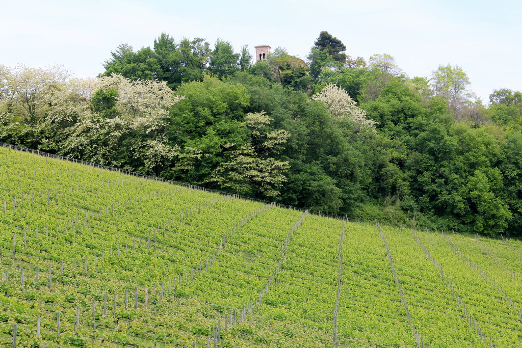 Conventino di Monteciccardo, Weinberge