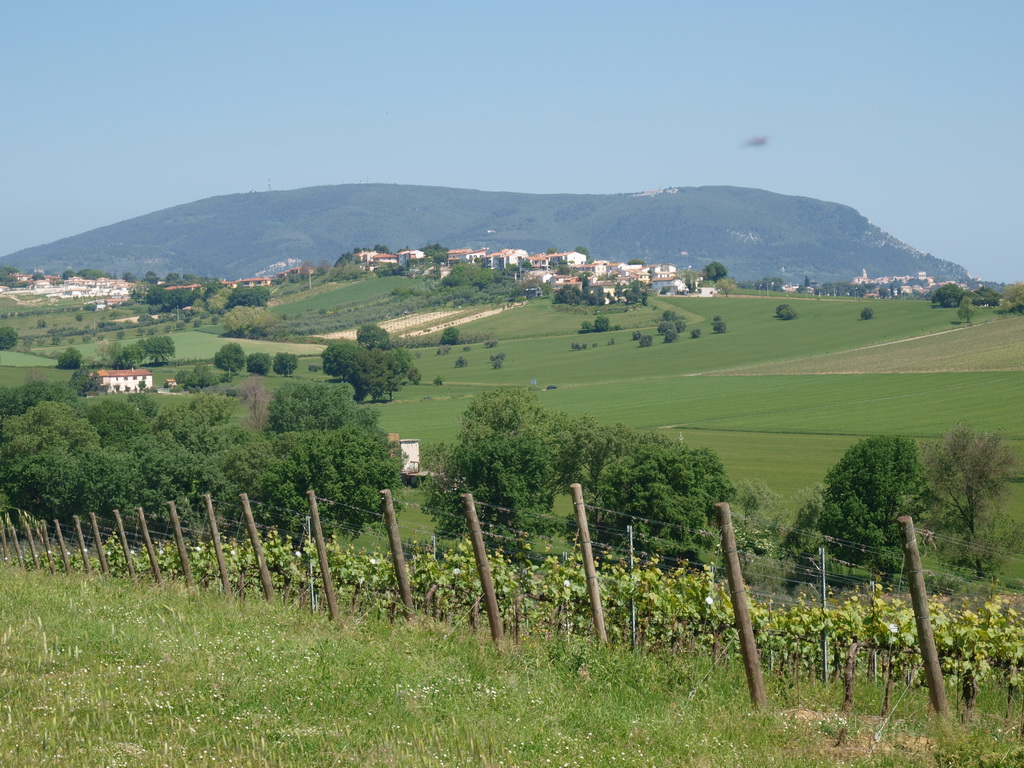 Fattoria Le Terrazze, Monte Conero