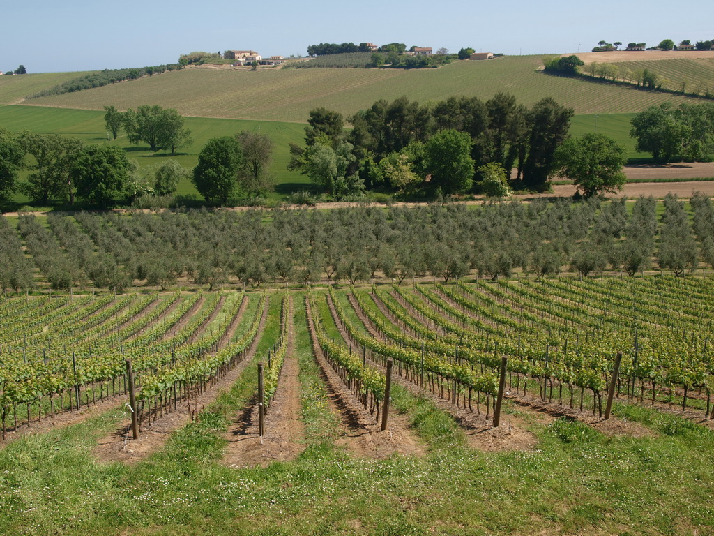 Fattoria Le Terrazze, Weinberge